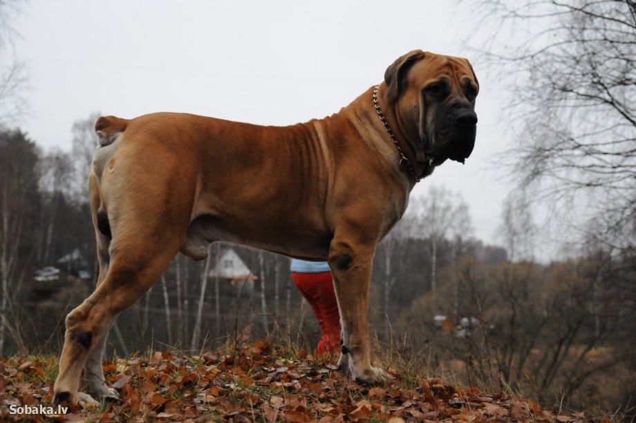 Южноафриканский бурбуль / South African Boerboel к