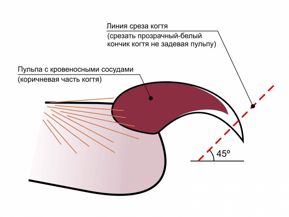 Как правильно стричь когти кошке
