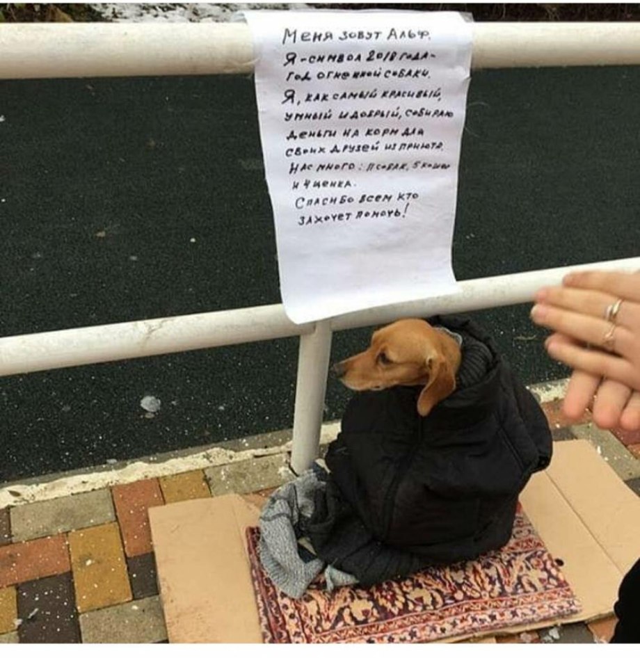 Собачка попрошайка