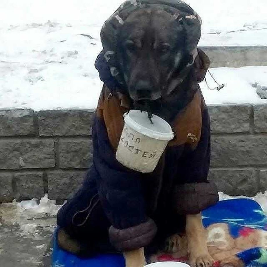 Собака попрошайка