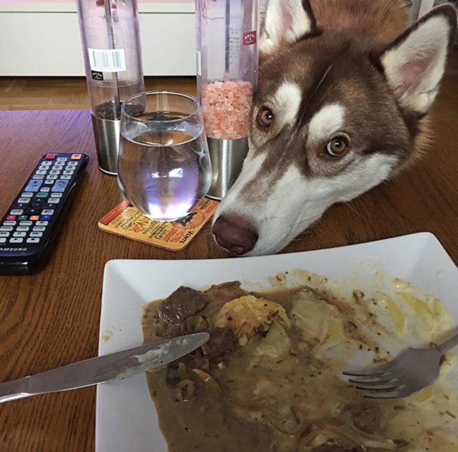 Собака выпрашивает еду
