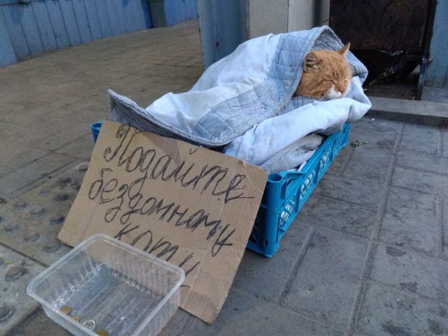 Собака попрошайка
