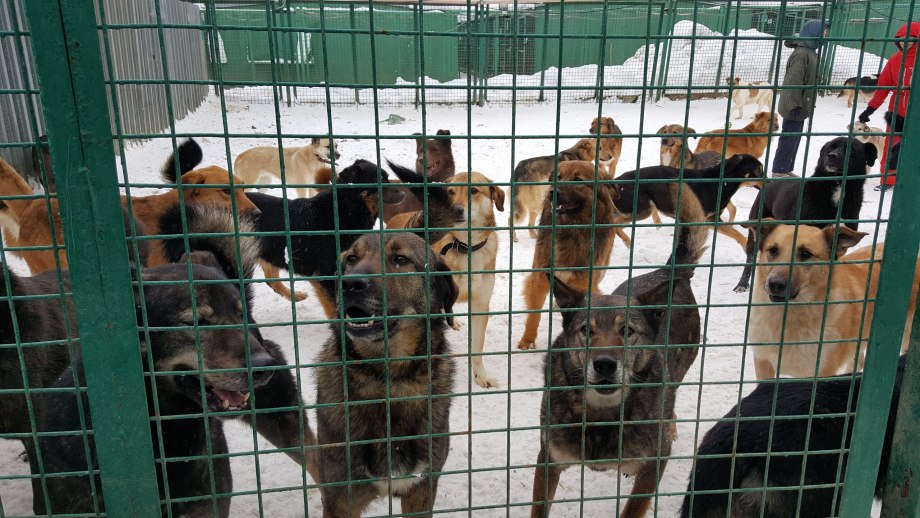 Кожуховский приют для животных