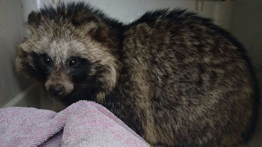 Енотовидная собака (nyctereutes Procyonoides)