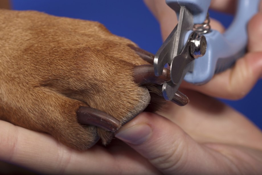 Триммер для когтей / Dog Nail Clipper