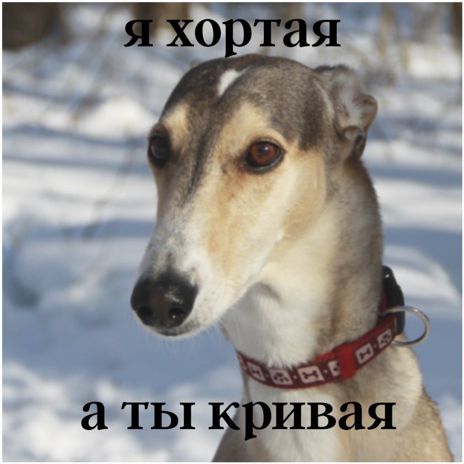 Хортая борзая гончая