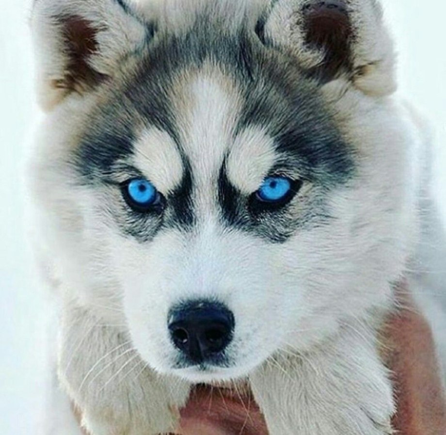 Забавные хаски