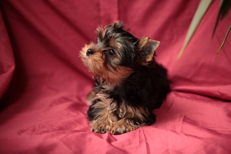Yorkshire Terrier long hair