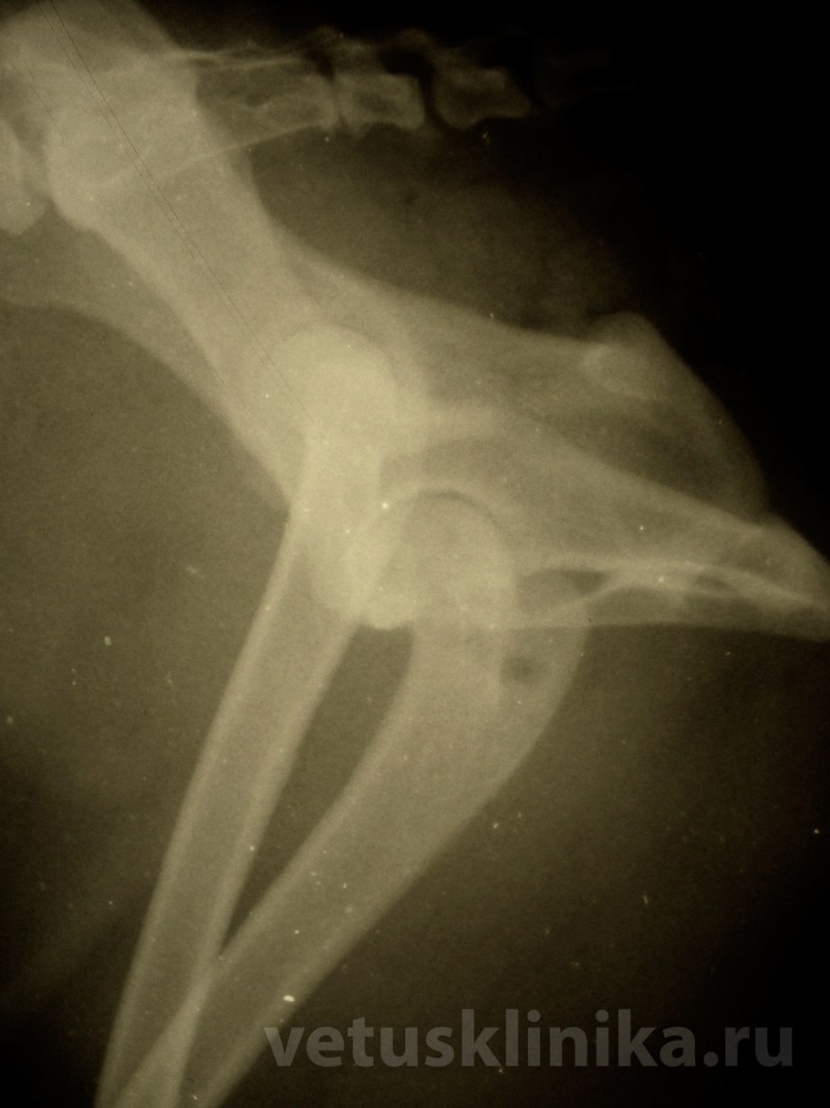 Вывих тазобедренного сустава у собаки рентген