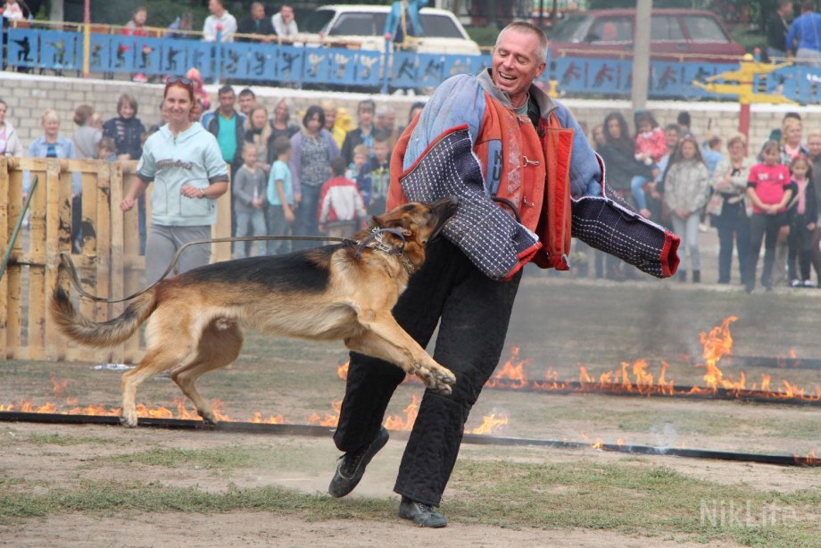 Овчарка ловит преступника