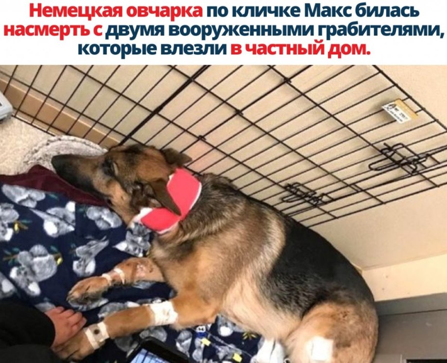 Немецкая овчарка Макс билась с грабителями