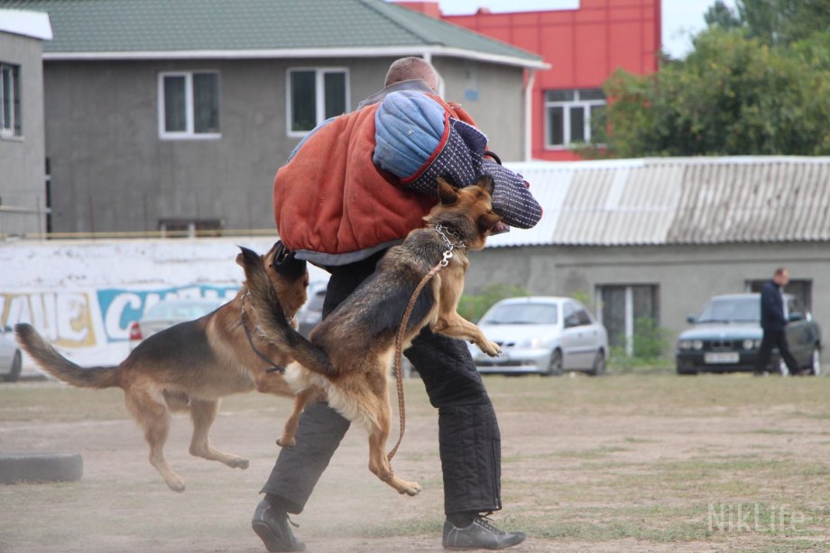 Собака защищает