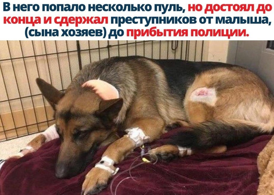 Мертвая немецкая овчарка