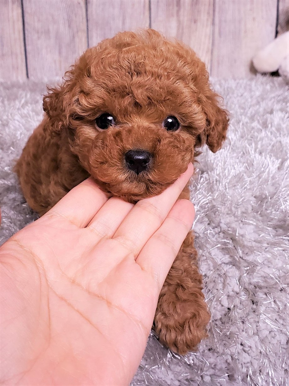 Toy Poodle собака