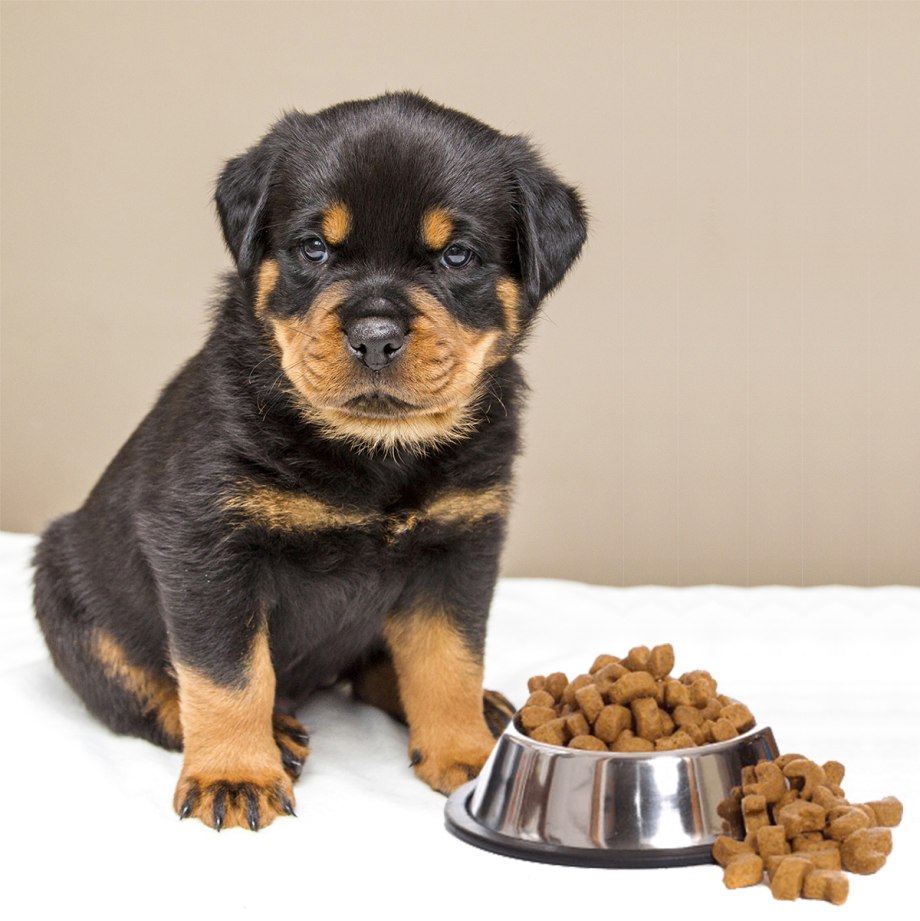 Корм Rottweiler