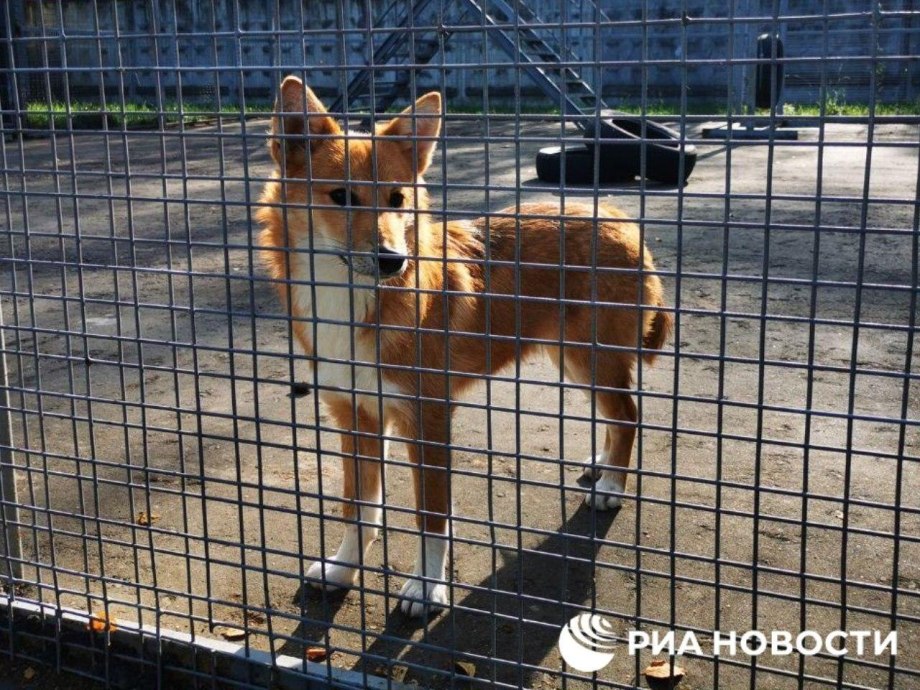 Собака Нюхач порода Шалайка
