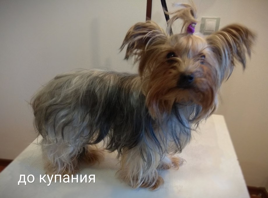 Пухлявая шерсть у Йорка