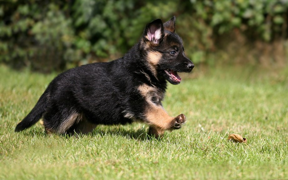German Shepherd немецкая овчарка щенок