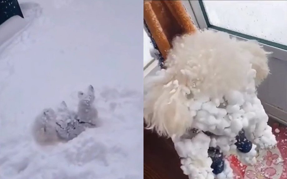 Собака немецкая овчарка