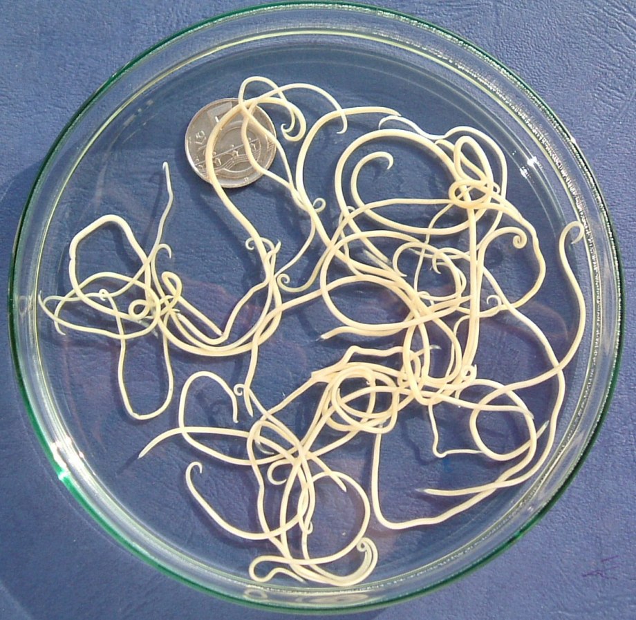 Dipylidium caninum (огуречный цепень) у собак и кошек