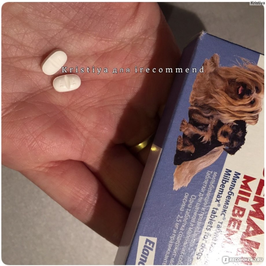 Глисты Toxocara canis у собаки