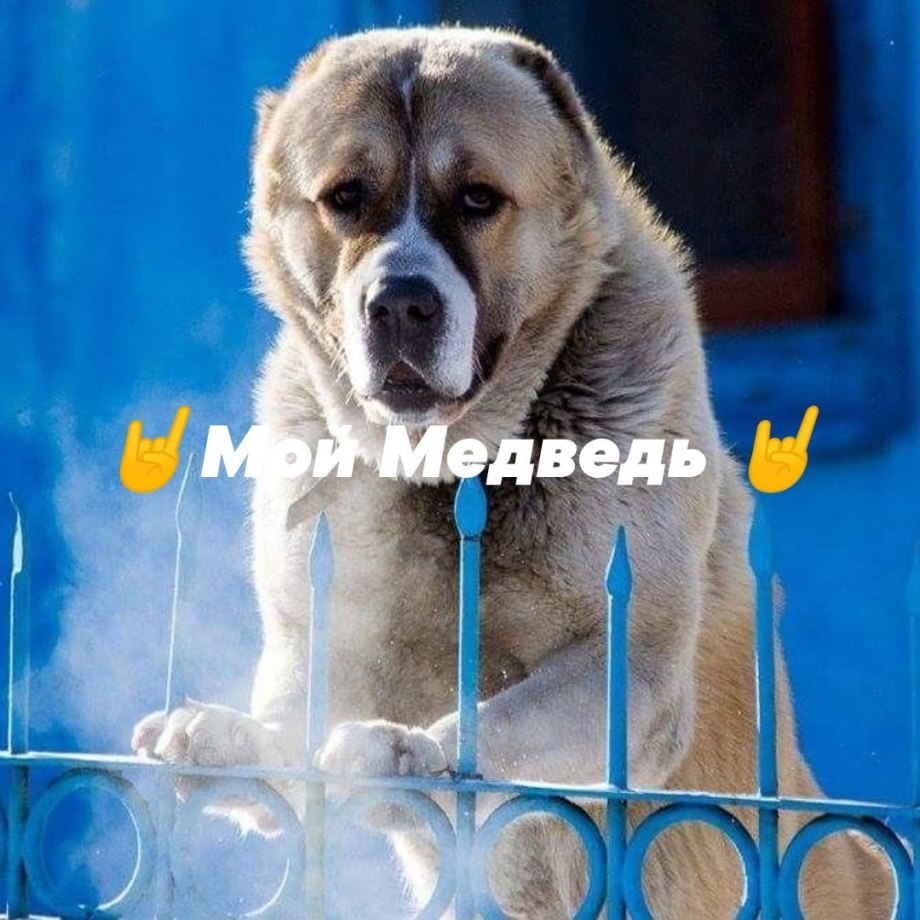 Среднеазиатская овчарка / Sredneasiatskaya Ovcharka (Central Asia Shepherd Dog) (335) к