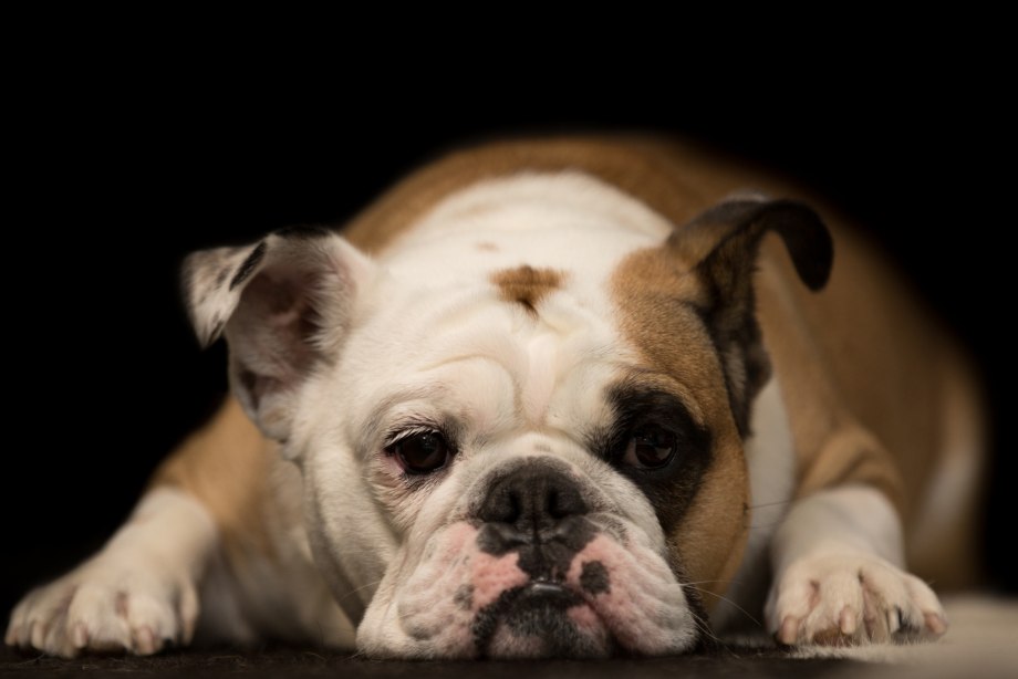 Brown Bulldog