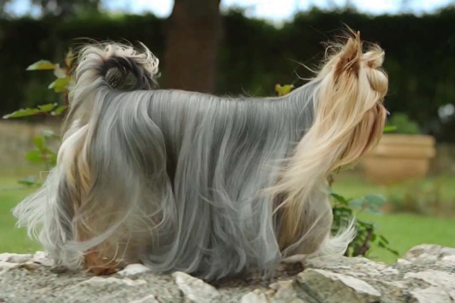 Роял Yorkshire Terrier (Йоркширский терьер) пауч