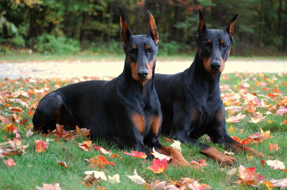 Доберман k9