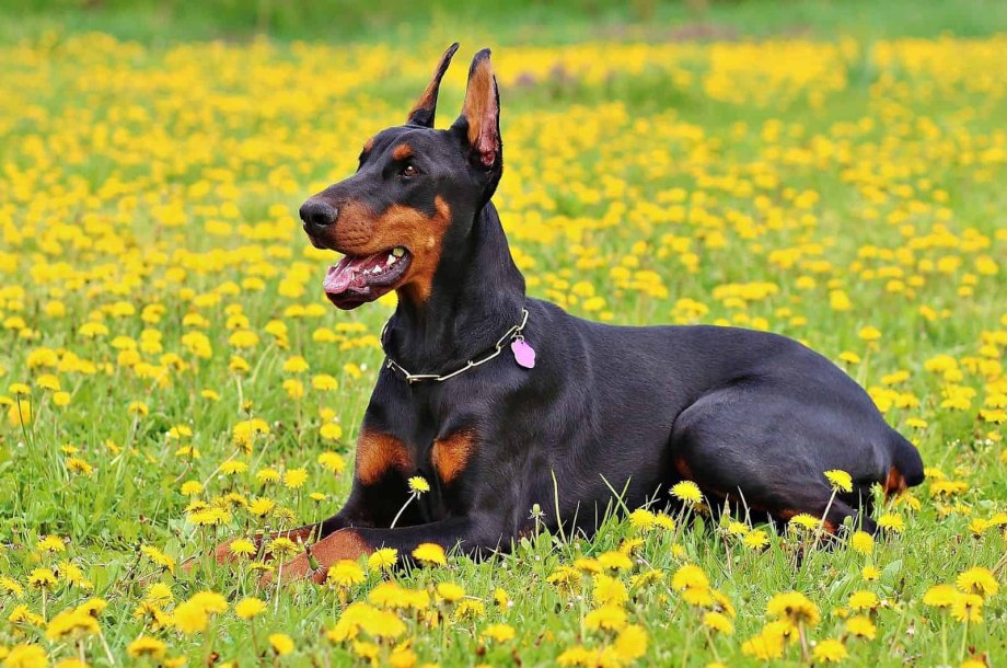 Doberman games Cora