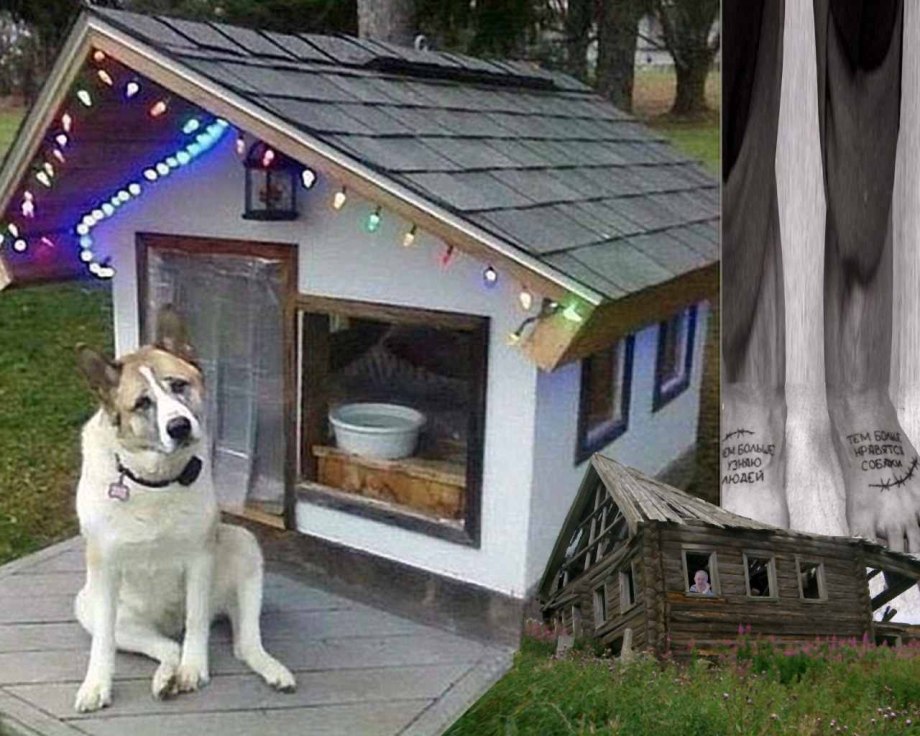 Смешные собачьи будки