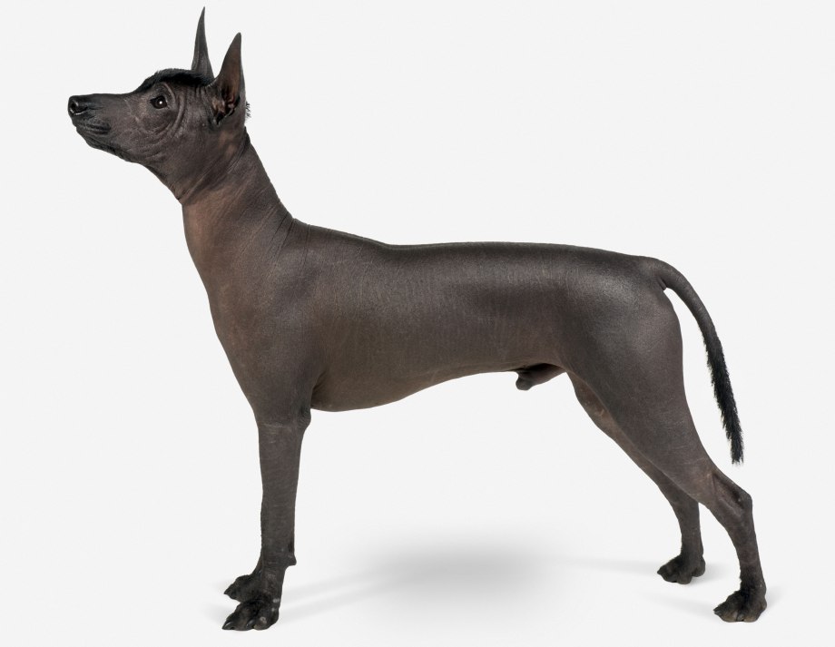 Порода собак Mexican hairless