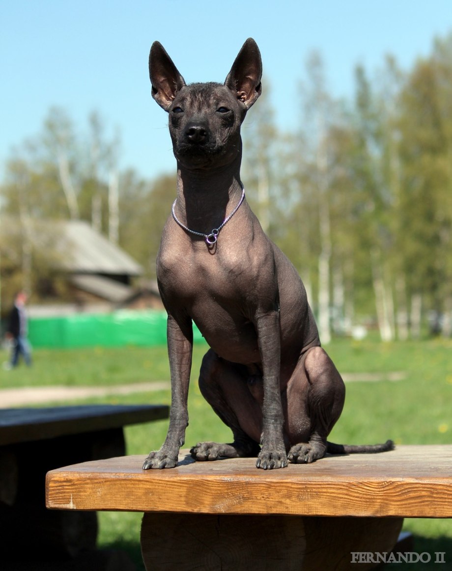 Мексиканский ксоло