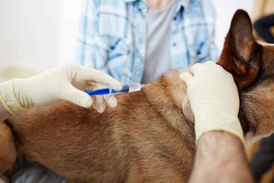 Ветеринар Injection
