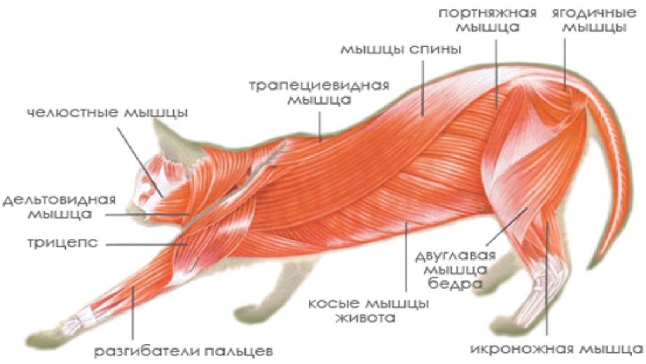 Уколы хаскам