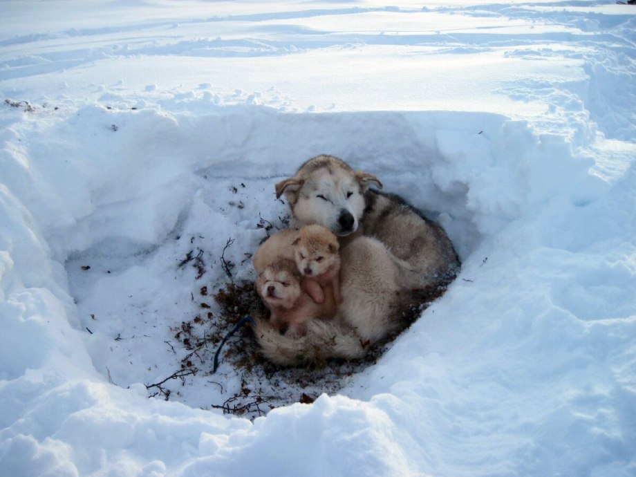 Бездомные животные зимой