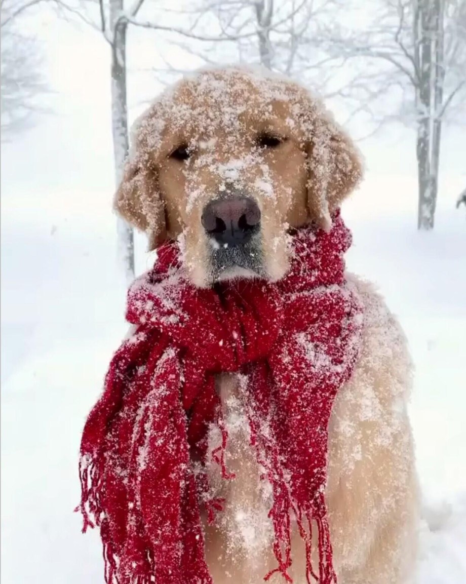 Собака в снегу