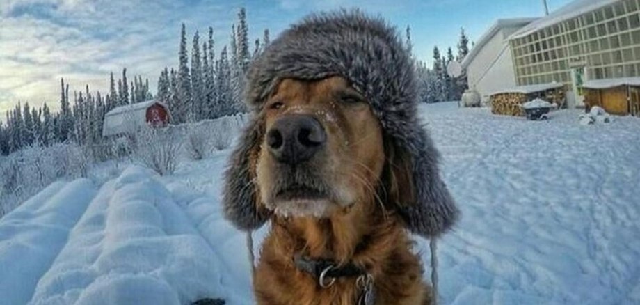Собака в шапке ушанке