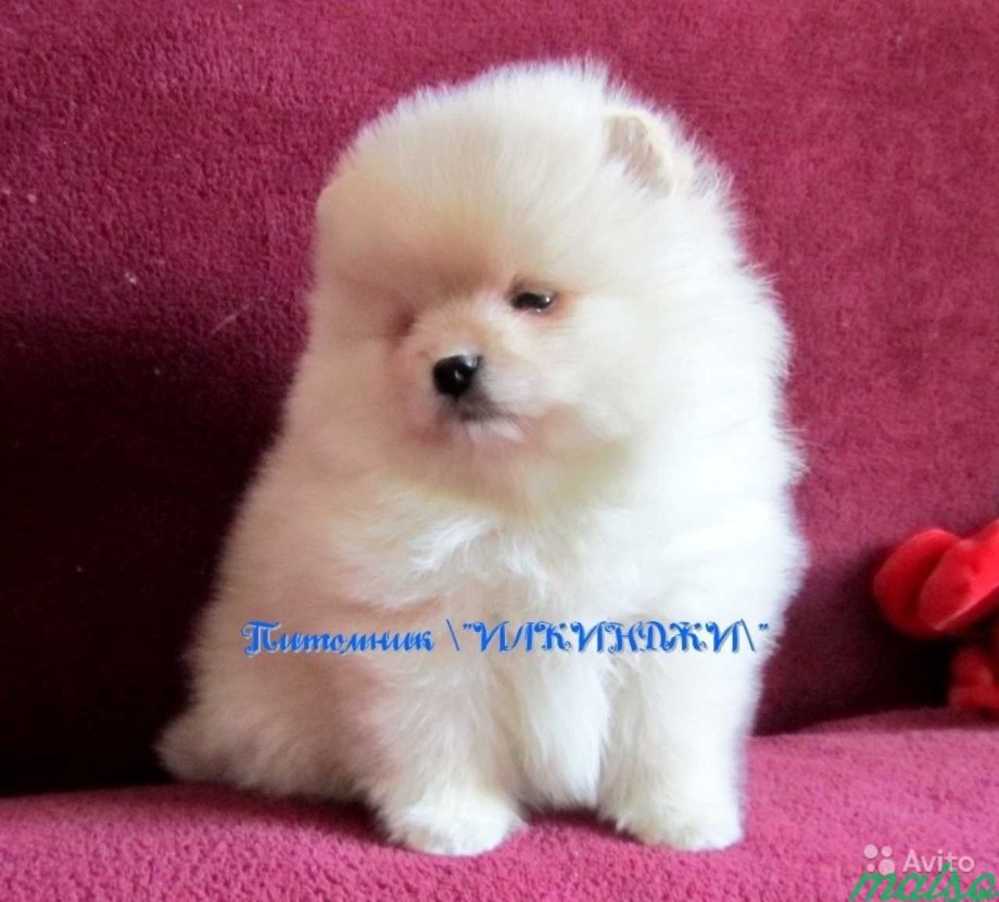 Померанский шпиц медвежьего