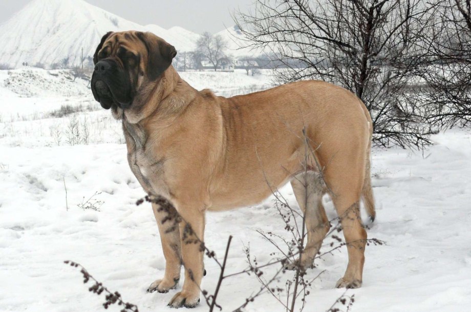Мастиф терьер