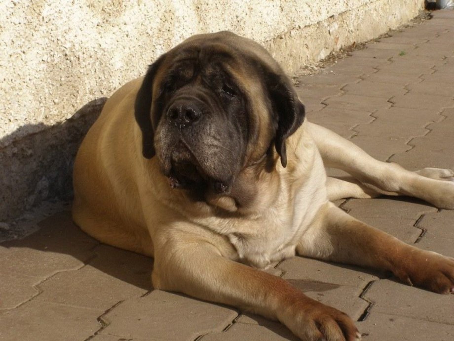 Tibetan Mastiff Mix