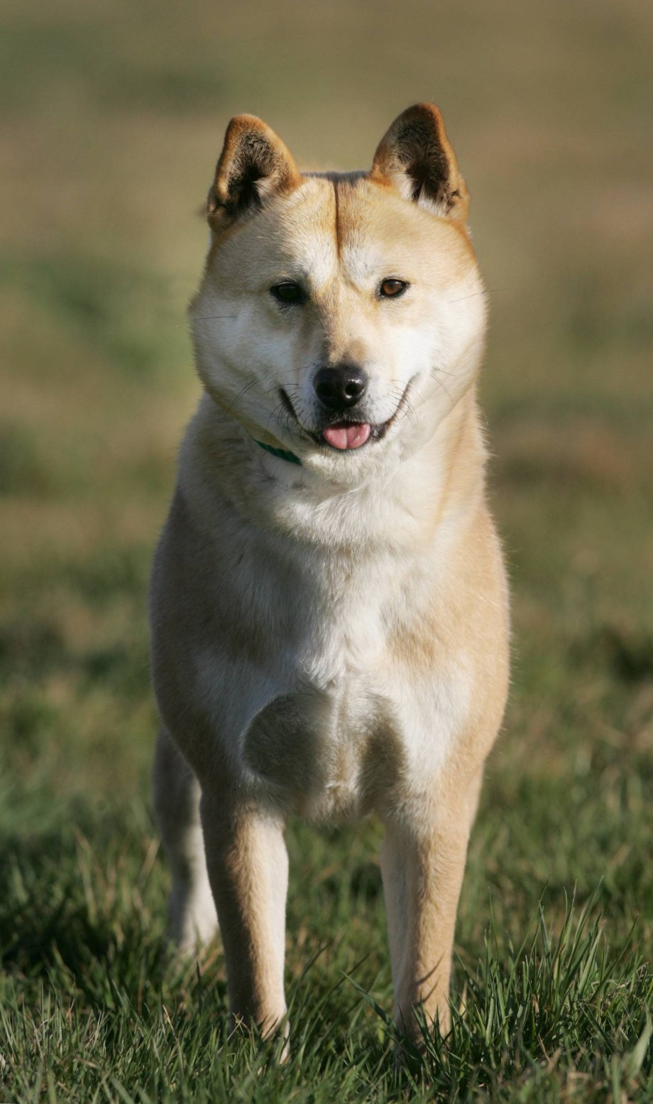 Корейский Чиндо (Джиндо)