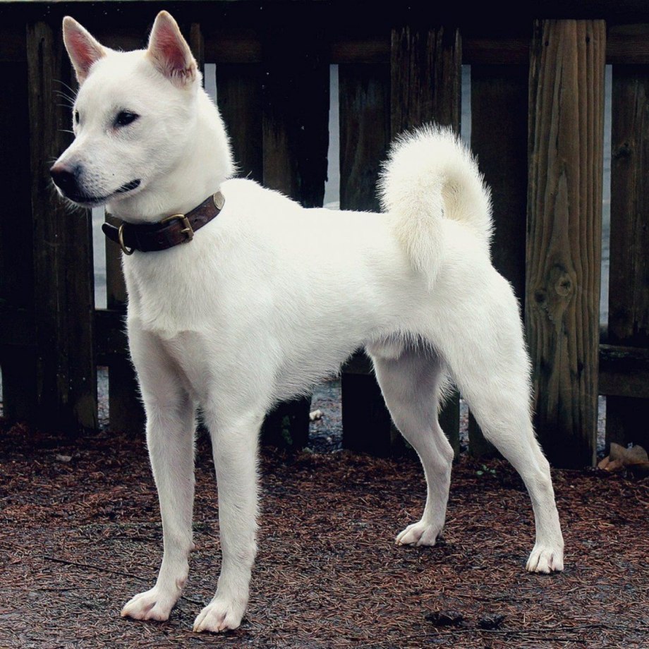 Корейский Чиндо (Джиндо)