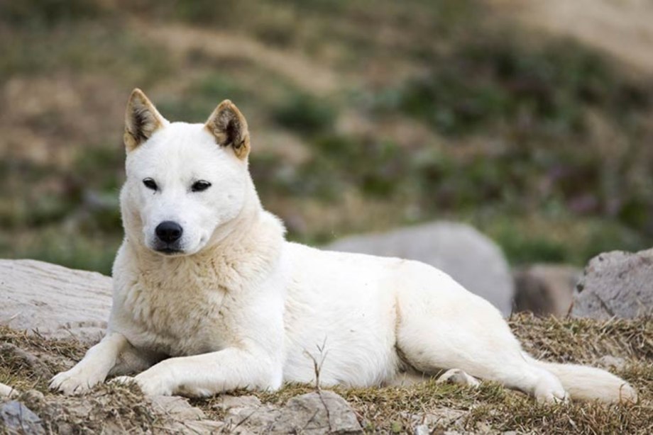 Корейские породы собак Джиндо