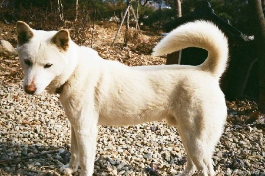 Корейский Чиндо