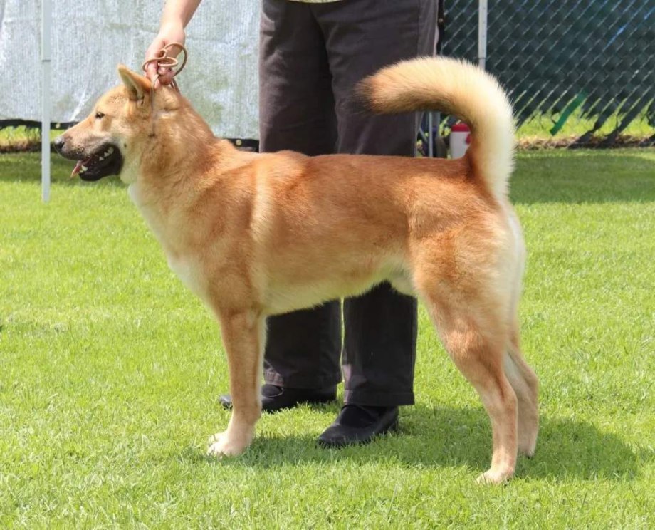 Корейский Хиндо