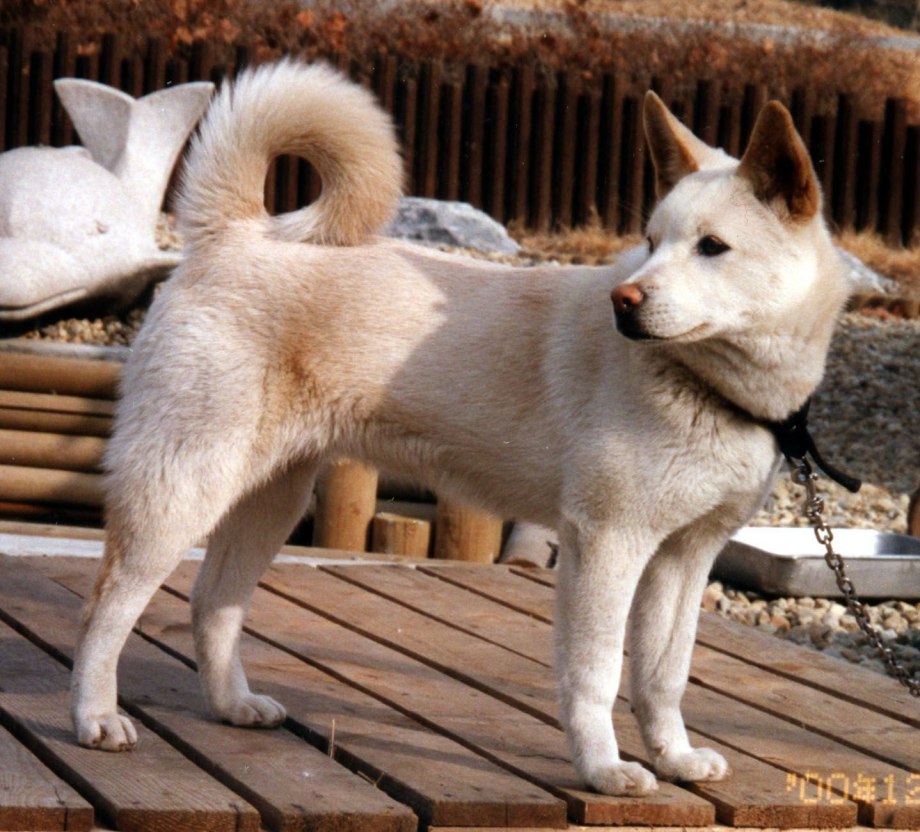 Корейский Чиндо (Джиндо)