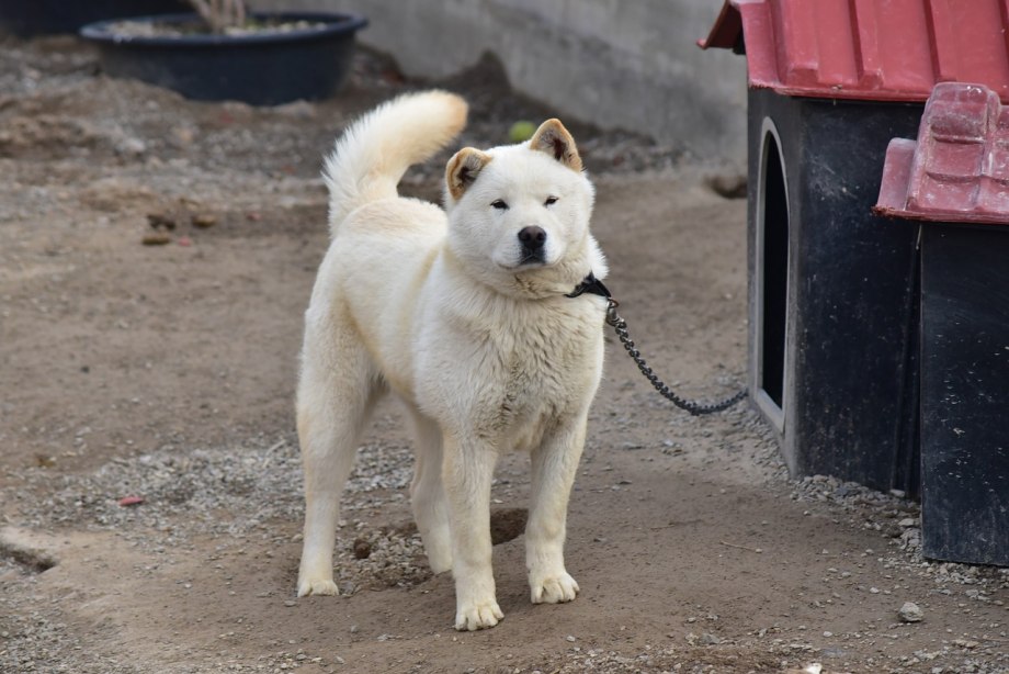 Корейские щенки