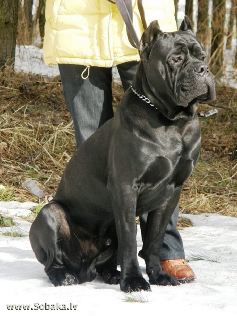 Кане Корсо (Cane Corso)