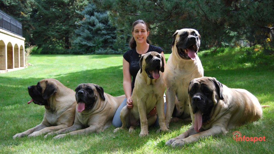 Great Dane